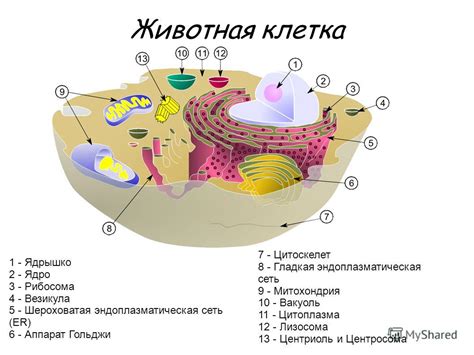 th?q=рибосома+кім+ашты+вакуоль+ашқан+ғалым