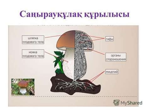 th?q=саңырауқұлақтардың+түбіртегі+мен+қалпағы+қалай+аталады+саңырауқұлақтың+вегетативті+денесі