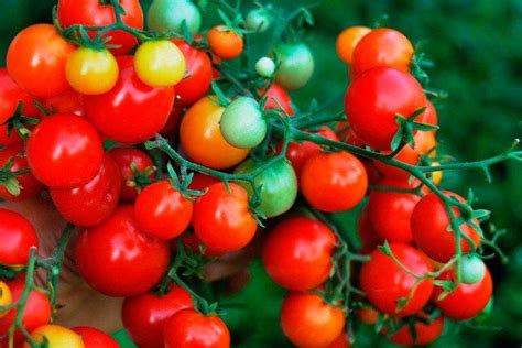 th?q=семена томатов черри низкорослые сорта томатов черри с фото и описанием