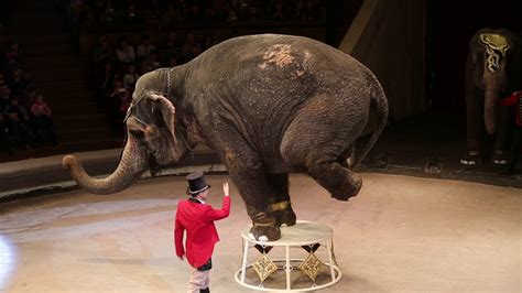 th?q=сколько+слонов+в+мире+сколько+живут+слоны+в+цирке