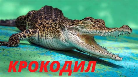 th?q=сонник+к+чему+снится+крокодилы+в+воде