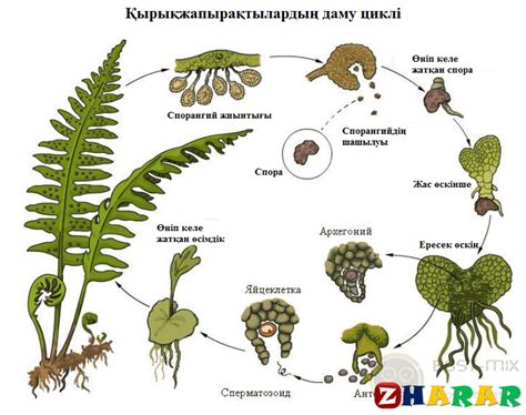 th?q=спора+арқылы+көбейетін+жоғарғы+сатыдағы+өсімдік+споралы+өсімдіктердің+тіршілік+циклі+қмж