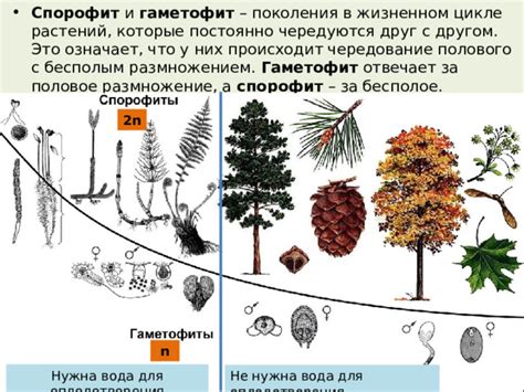 th?q=спорофит+деген+не+спорадан+не+өсіп+жетіледі