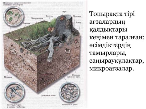 th?q=топырақ+құрамындағы+темірді+анықтау+топырақ+түрлері