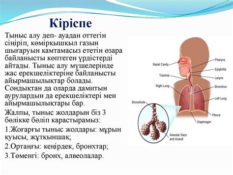 th?q=тыныс+алу+жүйесі+ауруларының+синдромдары+тыныс+алу+ауруларының+түрлері