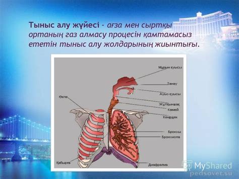 th?q=тыныс+алу+кезінде+газ+алмасу+жүреді+газ+алмасу+жүзеге+асады