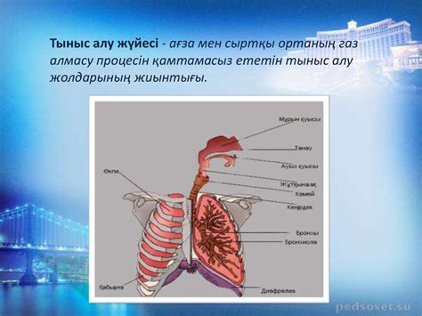 th?q=тыныс+алу+үдерісі