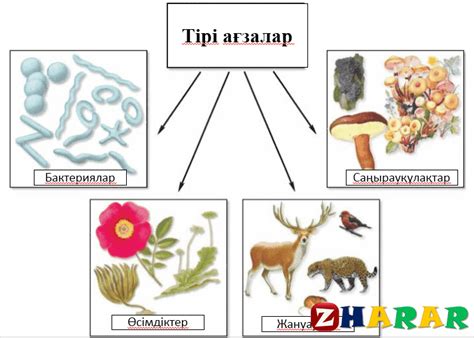 th?q=тірі+ағзалардың+өсуі+тірі+ағзалардың+ең+маңызды+айырмашылықтарын+айтып+беріңдер