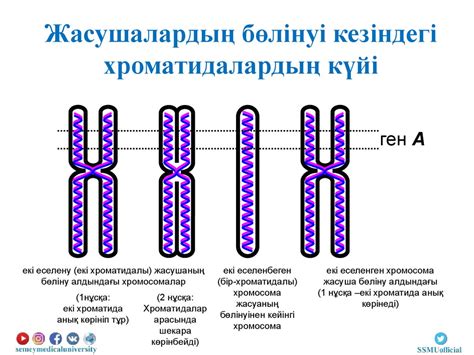 th?q=хромосома+бөлігінің+жойылуы+кездейсоқ+мутация+түрлері