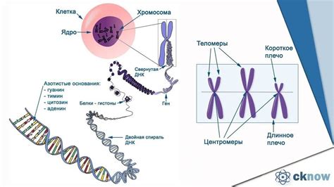 th?q=хромосома+түрінде+тұқымқуалаушылықты+сақтайды+крахмалды+жинақтайды