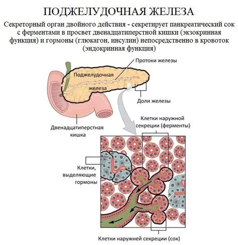 th?q=эндокринная часть поджелудочной железы представлена экзокринная часть поджелудочной железы