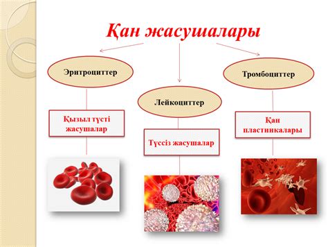 th?q=эритроциттер+лейкоциттер+тромбоциттер+қызметі+қанның+қызметіне+жатады