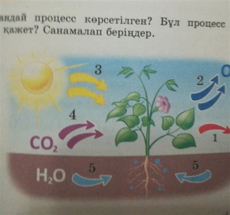 th?q=қандай+процесс+кезінде+атф+синтезделеді+реакциялардың+жүретін+орны+жарық+кезеңі