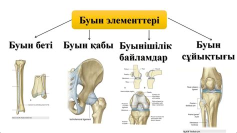 th?q=қимылсыз+байланыстар+сүйек+аралық+байланыстар