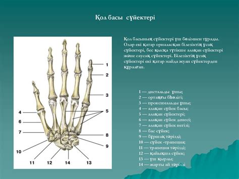 th?q=қол+аяқ+сүйектері+қол+аяқ+сүйектері+презентация