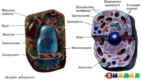 th?q=қосмембрана+арасында+перинуклеарлық+кеңістік+болады+жасуша+қабырғасы+және+оның+қызметі