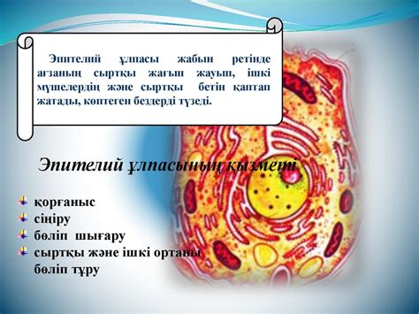 th?q=ұлпаның+қызметі+эпителий+ұлпасы+қызметі