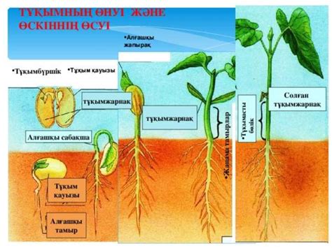 th?q=өсімдіктердің+даму+кезеңдері+өсімдіктің+өсуі+үшін+не+қажет