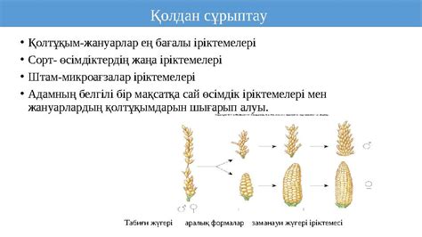 th?q=өсімдіктердің+жаңа+іріктемелері+сұрыптау+информатика