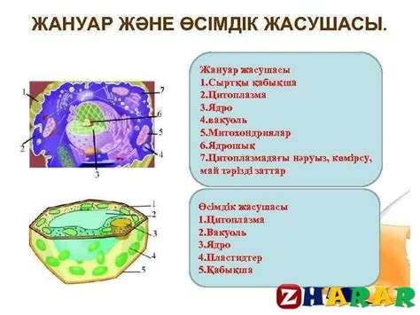 th?q=өсімдік+пен+жануар+жасушасын+салыстырыңыз+өсімдік+және+жануар+жасушасының+ұқсастығы