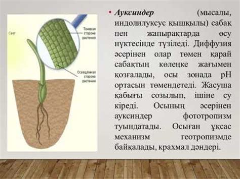 th?q=өсіргіш+заттар+презентация+өсіргіш+заттар+11+сынып