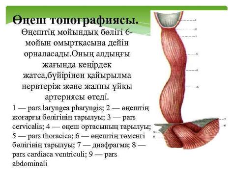 th?q=өңеш+аурулары+протокол+өңеш+фото