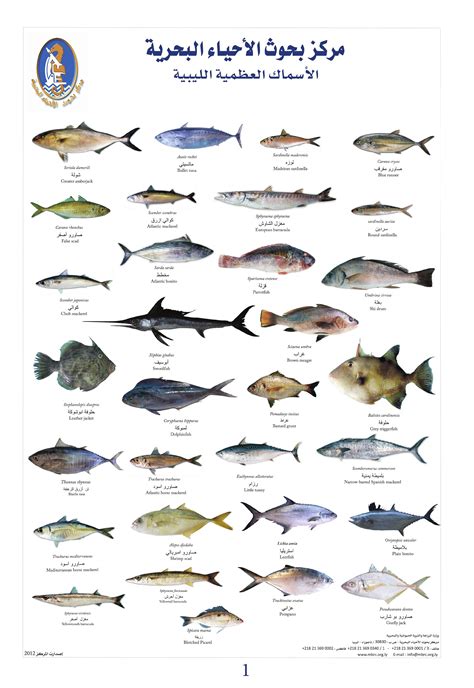 أمثلة على الأسماك العظمية