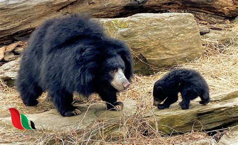 الدب الكسلان رغم تشابهه مع أفراد الجنس ursus وهما الدب،  هناك العديد من الحيوانات حيث تتميز كل نوع عن الآخر بعدة صفات وخصائص،