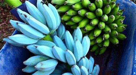 الموز الازرق