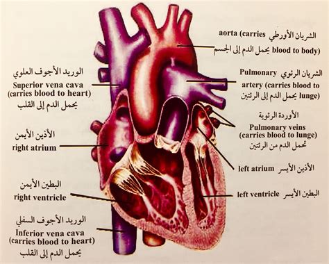 بحث كامل عن القلب pdf