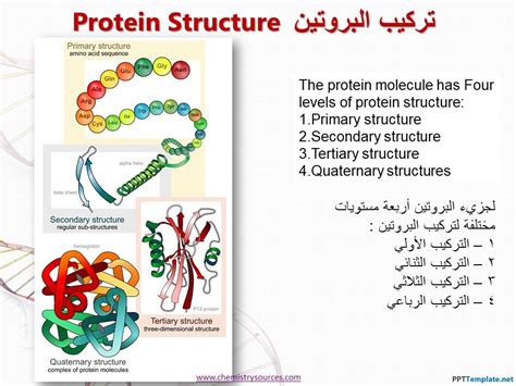 تحميل فيديو عن البروتينات الكيمياء في علم الاحياء
