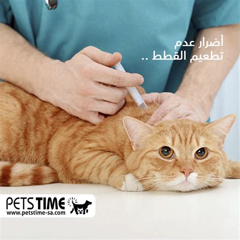 دكتور سعد المحرج تطعيم القطط بكم