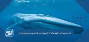 طريقة حل مسألة يزداد وزن مولود الحوت الأزرق حوالي ٩٠ كلجم يوميا