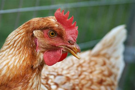 علاج امراض الدجاج بالاعشاب