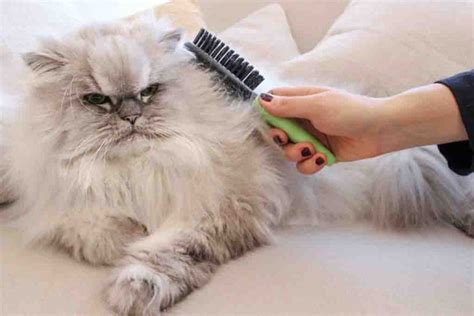 علاج تساقط شعر القطط