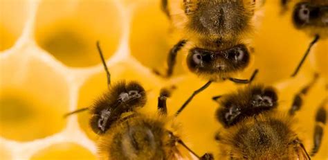 كيف ينتج النحل العسل، يتم إنتاج العسل داخل خلايا النحل، والتي تختلف من خلية لأخرى، حيث أن عدد أفراد كل خلية يختلف من خلية لأخرى، وتحتوي