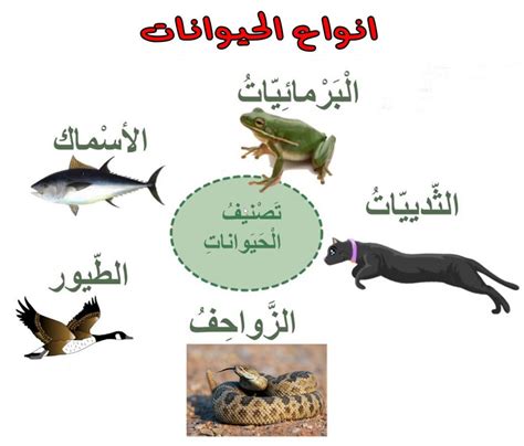 مجموعة الفقاريات سبع طوائف منها، تنقسم الحيوانات ب شكل عام إلى قسمين و هما الفقاريات و اللا فقاريات، أما الفقاريات ف هي التي تحتوي