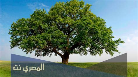 نقدم لكم في موقع الخليج برس  متى يوم الشجرة في عمان 2022 , تقديراً لأهمية الأشجار في سلطنة عمان ، يحتفل الكثير