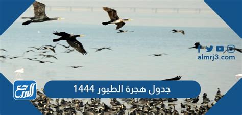 نقدم لكم في موقع الخليج برس جدول هجرة الطيور 1444 مواعيد هجرة الطيور ,  في مقالتنا ، سوف نتعرف على جدول هجرة الطيور