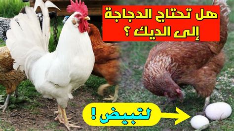 هل الديك يبيض في السنة ؟، يقوم الافراد بتربية الدجاج بالمنزل أو مزرعة الدواجن من أجل الحصول علي البيض واللحوم، وبالذات البيض بسب فوائدهs
