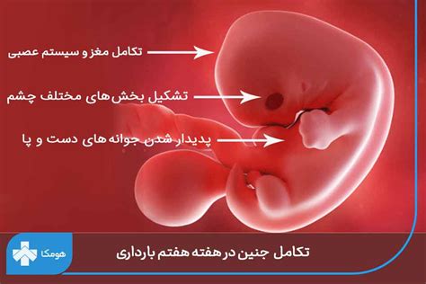 وضعیت جنین در ماه هفتم بارداری؛ ماه ترک‌ پوستی و انقباضات کاذب