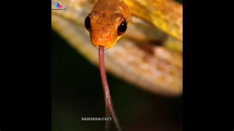 आखिर सांप अपनी SKIN क्यों उतारते ? Why Snakes Shed Their Skin…