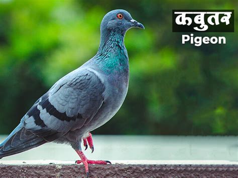 कबुतर - Pigeon Information in Marathi