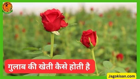 गुलाब की खेती कैसे होती है Rose Farming in Hindi गुलाब की किस्में