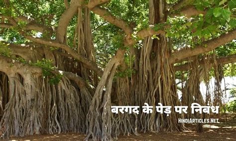 बरगद के पेड़ पर निबंध, महत्व, फायदे, जानकारी: banyan tree essay in ...