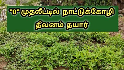 நாட்டுக்கோழி தீவன மேலாண்மை குறைந்த …