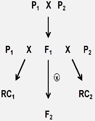 ก P1 , P2 , F1 20 BC1