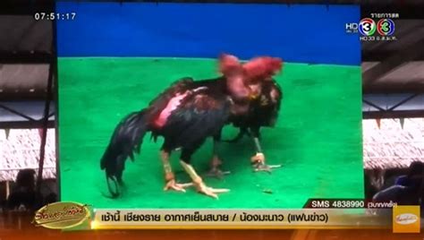 เผยโฉม! ไก่ชน เดิมพัน 200 ล้าน สนามแห่งเกียรติยศของนักเสี่ยงโชค