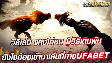 ไก่ชน เดิมพัน 200 ล้าน: การเดิมพันครั้งยิ่งใหญ่ที่กระตุ้นอุตสาหกรรมการต่อสู้ไก่