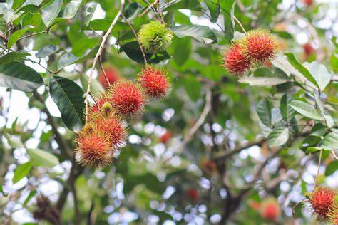 ᐉ How to grow rambutan - Exotic fruits and vegetables - raincitystudios.com
